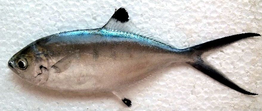 Trachinotus ovatus_006